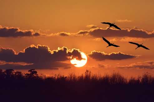 Sundowning